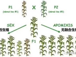 三系攻关？继续三系攻关什么意思？
