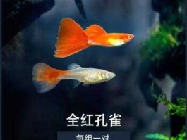 Robert Brunner？红玛丽和孔雀鱼能一起养吗？