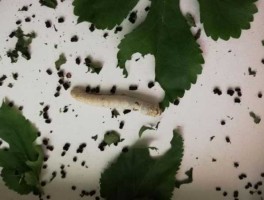 www10sqzcom（蚕的一生要经历几次蜕皮幼虫期要蜕皮几次？）