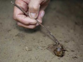 知了猴价格（全国知了猴哪里最便宜？）