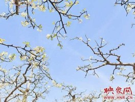 宁陵县人民政府 宁陵梨花节开车去方便吗？