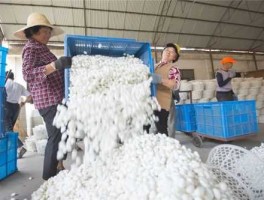 中国茧丝绸交易市场 2023年春蚕的价格是多少钱賀州一斤？