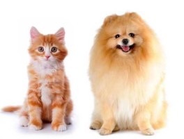 猫猫狗狗？狗和猫有什么相同点和不同点？