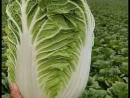大白菜的价格？白菜2023年春天能卖好价吗？