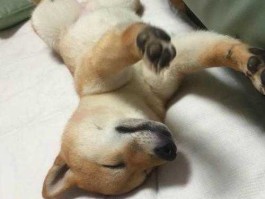 300796，300796这狗股怎么了？