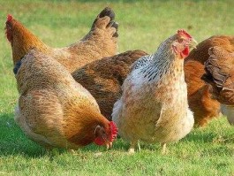 肉鸡苗价格 2021年黄羽鸡的价格怎么样？