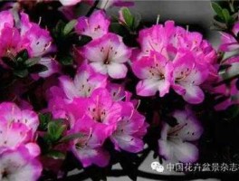 红五月，红五月杜鹃品种是什么颜色？