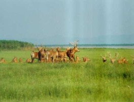 麋鹿之乡 石首属于哪个市？