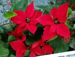 一品红 一品红 花结构？