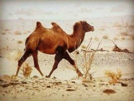 甘肃发现首例白化野骆驼 桃叶边缘烂干变黄掉洛什么病？