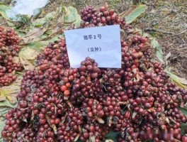 草果价格 种植草果一亩利润多少？