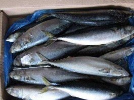 青砖鱼 鲅鱼和青占鱼一样吗？