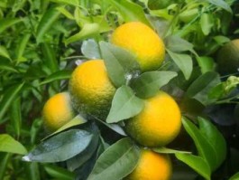 热带太阳果？热带果树科普知识？