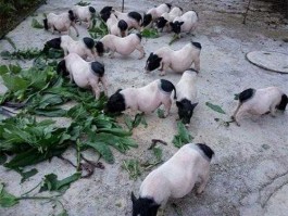 香猪养殖前景？现在养殖巴马香猪的前景好吗？