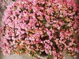 锦盛，繁花锦盛的意思？
