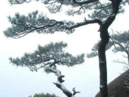 青松奇迹 七律大寒感怀？