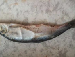 longfin，这是什么鱼，好奇怪每一条都有鱼子，鱼肉挺嫩的？