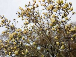 武汉市花 武汉是什么花？