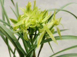 春兰，兰花的气节和品格？