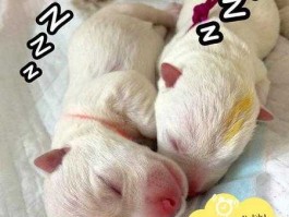 出生（出生这个梗出自哪里？）