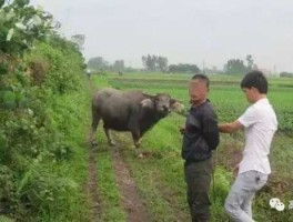 贼牛网（牛仔套牛的绳子怎么系，好像叫逮贼扣，捣乱的GOB，要容易懂得？）