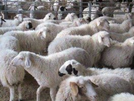 甘毛毛，玉米毛毛喂羊怎么样？