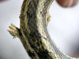 山中采药（只在此山中指的是d什么动物？）