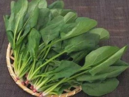 菠菜多少钱一斤？菠菜一斤有多少？