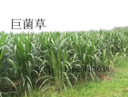 能源草？巨菌草一亩要几斤种子？