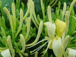 金银花的价格？金银花和菊花哪个贵？