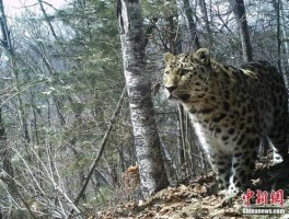 野生东北虎现身 济南跑马岭野生动物世界和章丘野生动物园哪里有雪豹呀？