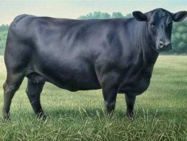 安格斯？安格斯牛和牛的区别？