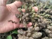 云南白药治百病，三七是什么植物？