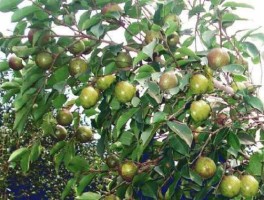 粤东油？广东种什么茶油树好？