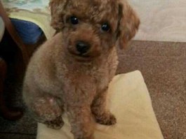 海王子国语？男泰迪叫什么名字好听要洋气一点？