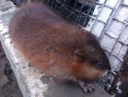 新闻夜航都市版（黑龙江853农场大老鼠是真的吗？是什么时候发现的？）