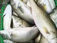 鲈鱼多少钱一斤？3斤重海鲈多少一斤？