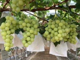 第一黄金论坛（黄金蜜葡萄的市场前景如何？）