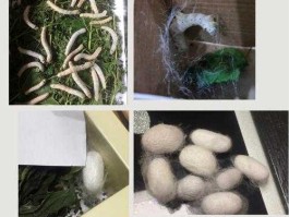 养蚕的过程（养蚕过程？）
