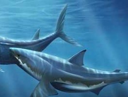whaleshark 鲨鱼最大有多大？