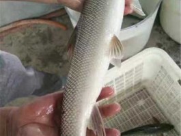 重庆棒棒，重庆人说的棒棒鱼到底是啥子鱼？