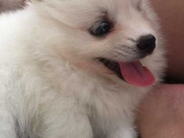 白博美混狐狸狗？一种和博美很像的玩赏犬？