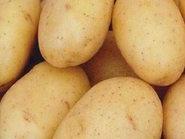 土豆 电影，马铃薯有几片子叶？