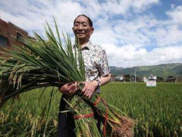 袁隆平冲世界纪录？袁隆平水稻历史最高纪录？