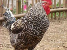 鸡雏价格，一斤左右芦花鸡苗价格？