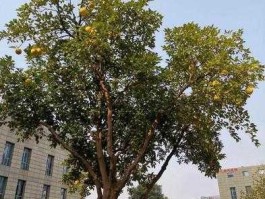 南方优选价值（南方庭院十大优选树种？）