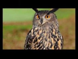 方爱之 哪些鸟儿是森林护卫队员？