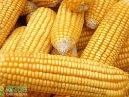黑龙江玉米价格？今天黑龙江省绥化市兰西县干玉米价格？