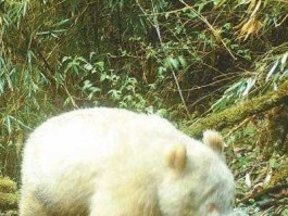 合时代（硬合黄色熊猫烟多少钱一合？）