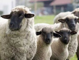 ovis，关于东弗里生羊的资料？